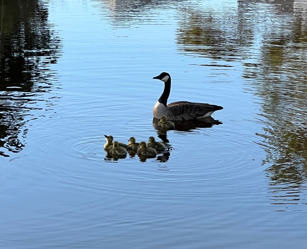geese and goslings in Bethany Loop
